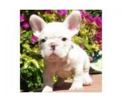 cuccioli bulldog francese disponibili ora