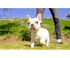 REGALO Nizza e sani cuccioli di bulldog francese