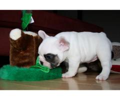 REGALO bellissimi cuccioli di bulldog francese