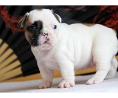 Bulldog maschio e femmina francese