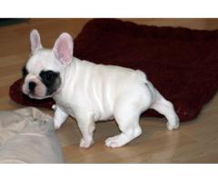 REGALO Cuccioli di Bulldog francese