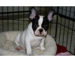 REGALO Bulldog Francese Disponibili