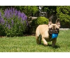 bellissimi cuccioli di Bulldog Francese